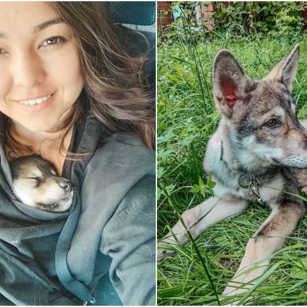 Овој предатор бил напуштен од мајка му кога имал 1 месец: Денес, Алида успеа да го воспита волкот да се однесува како слатко кученце (ФОТО)